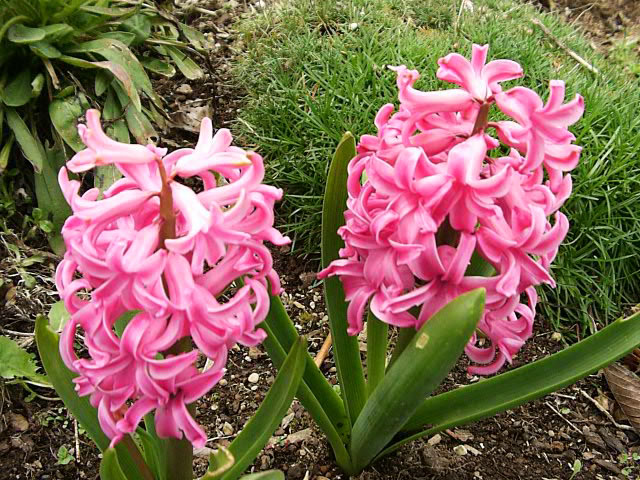 Bulb Plant with Small Pink Flowers