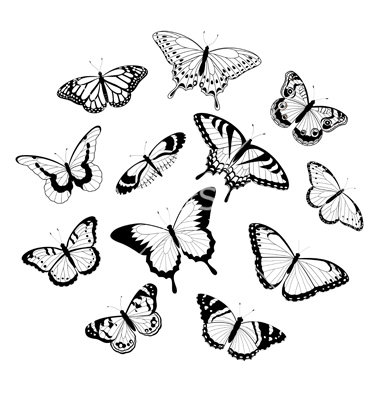 Butterfly Drawings Black and White