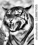 Clip Art Black and White Tiger Growling