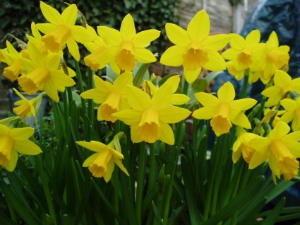 Free Public Domain Daffodils Pictures