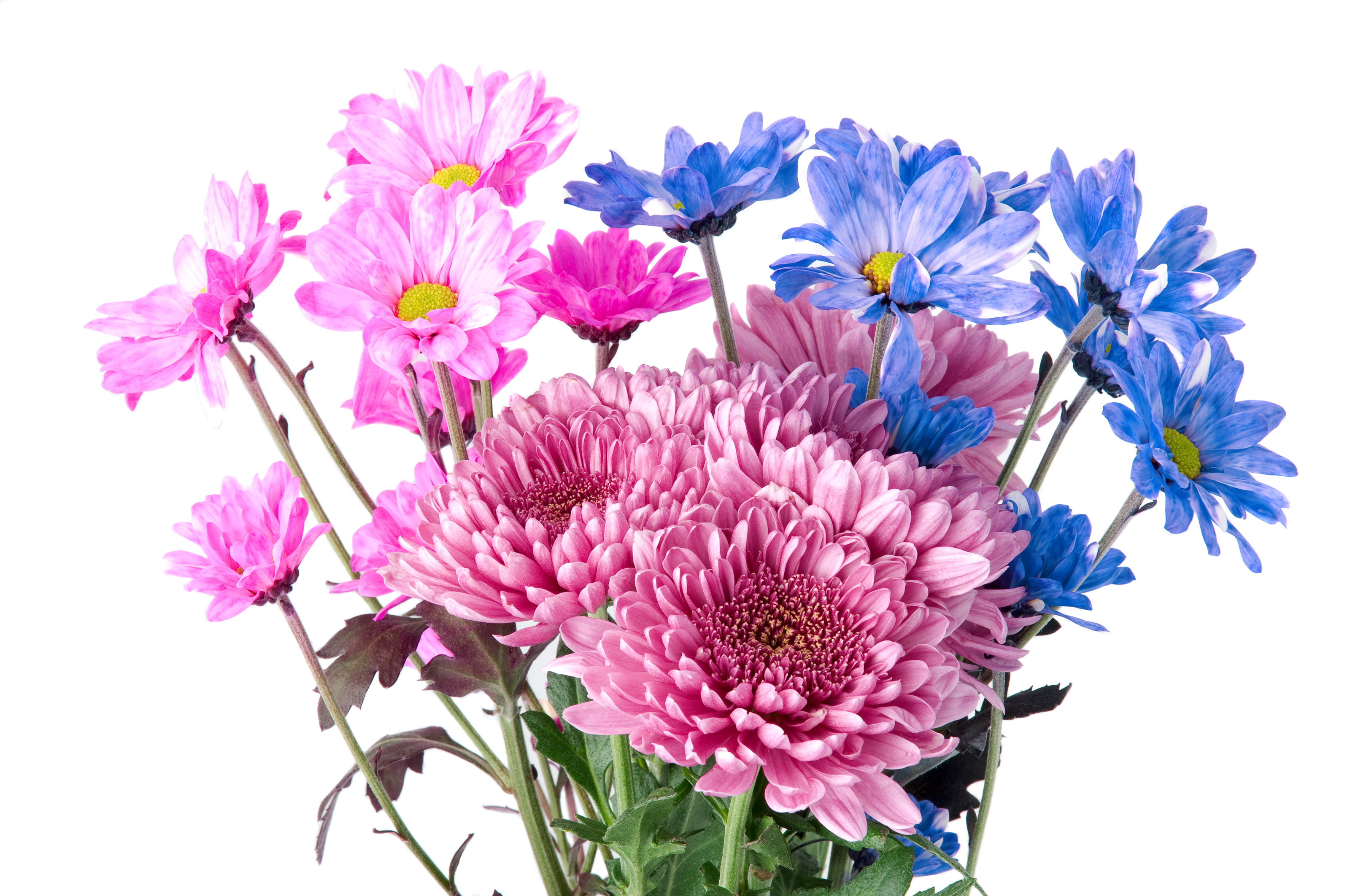 Free Stock Flowers