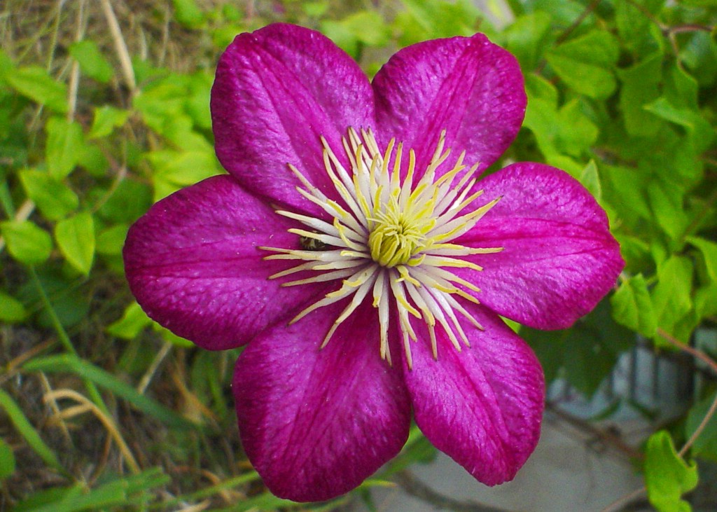 High Resolution Purple Flowers
