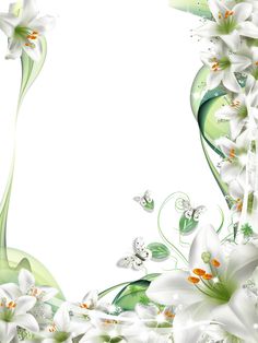 Images of White Lily Flower Transparent PNG Frames Images of White Lily Flower Transparent PNG Frames