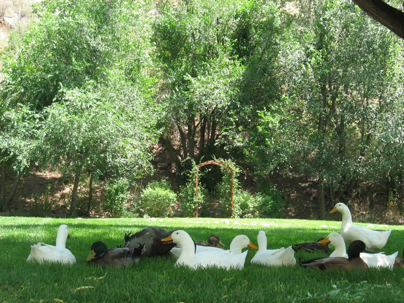 Outdoor Wedding Backdrop