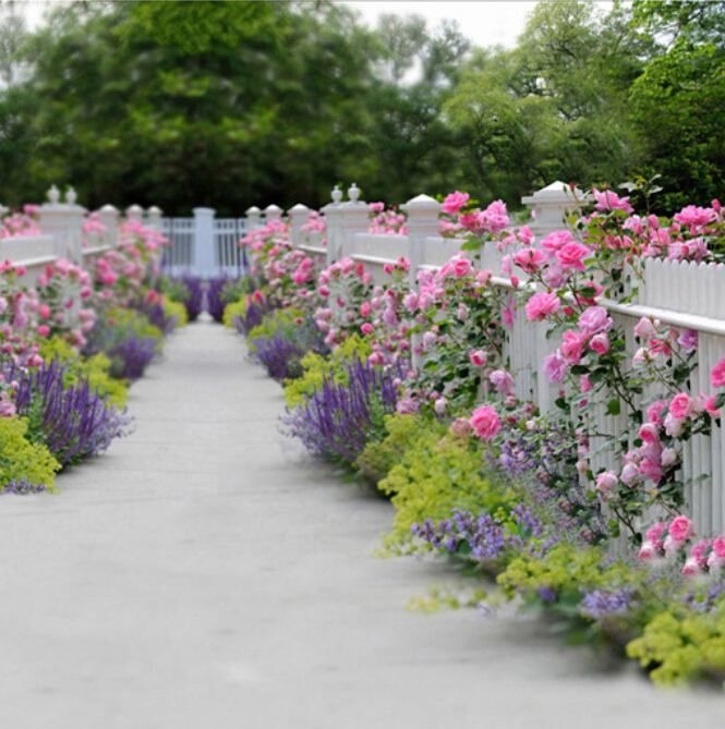 Outdoor Wedding Photography Backdrops