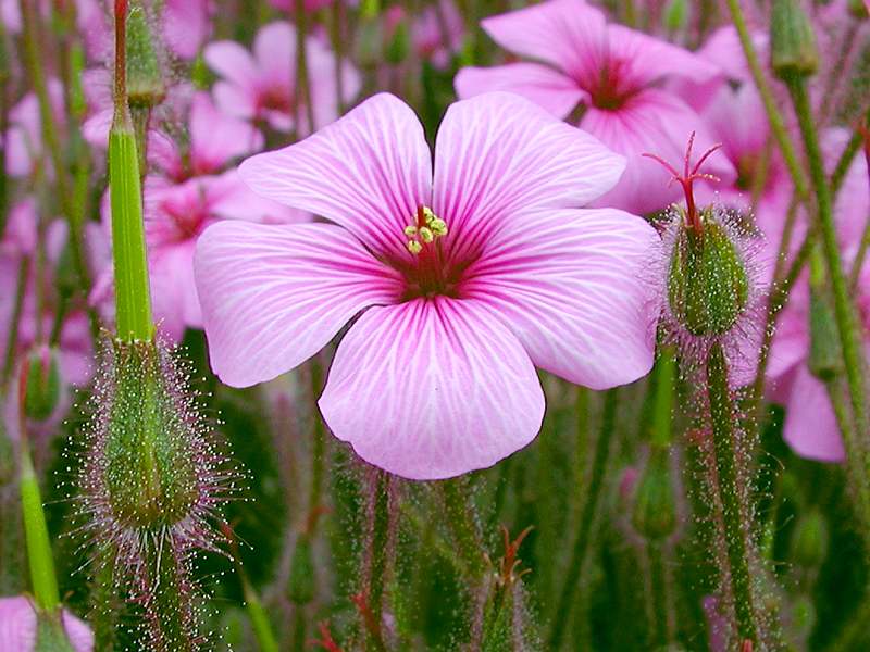 Pink Stock Flowers