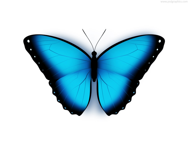 PSD Pictures of Butterflies PSD Pictures of Butterflies