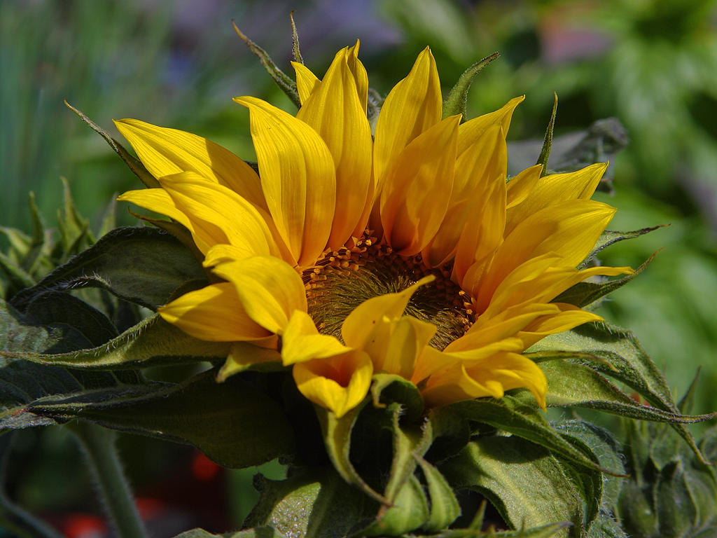 Public-Domain Images Sun Flower