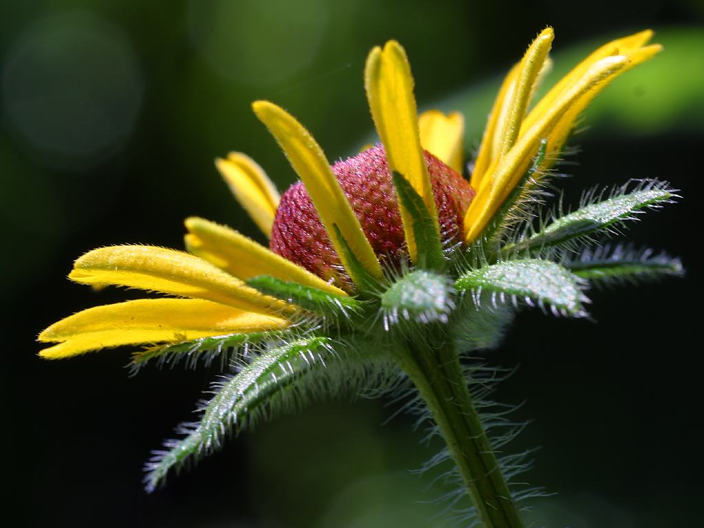 Public-Domain Macro Flower