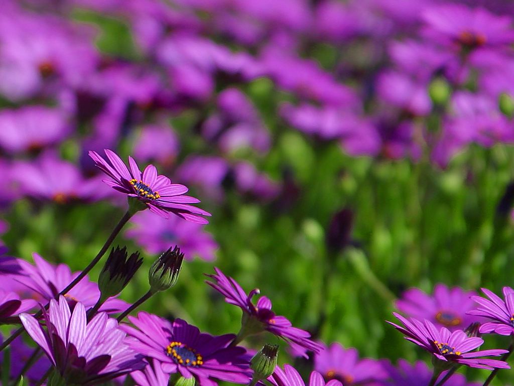 Public-Domain Purple Flower