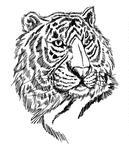Realistic Tiger Head Sketch
