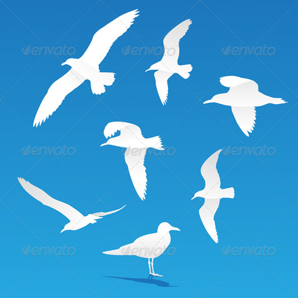 Seagull Flying Silhouette Vector