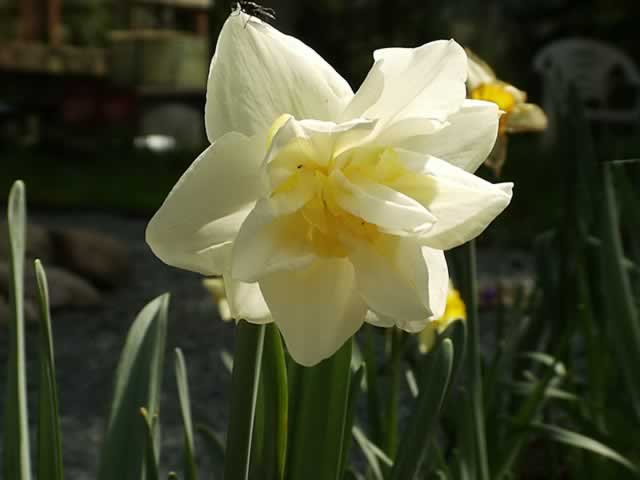 Small Pale Yellow Flower That Looks Like Daffodil