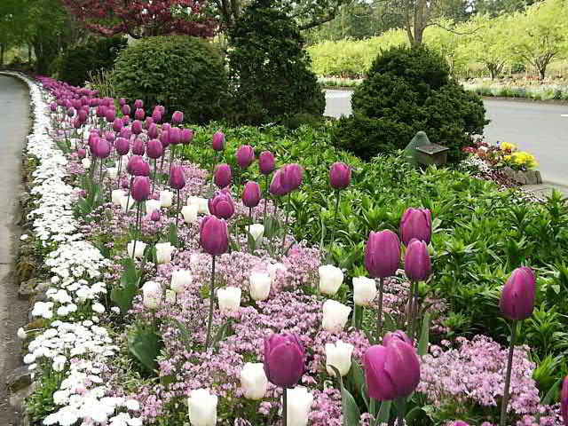 Spring Bulb Garden