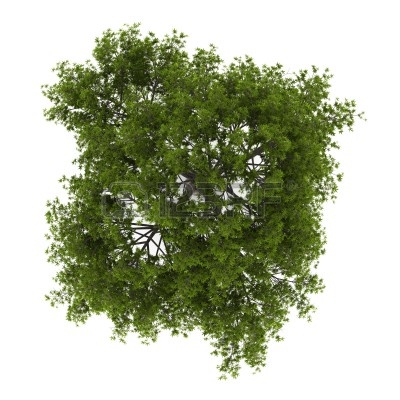 Top View Trees Plans Top View Trees Plans