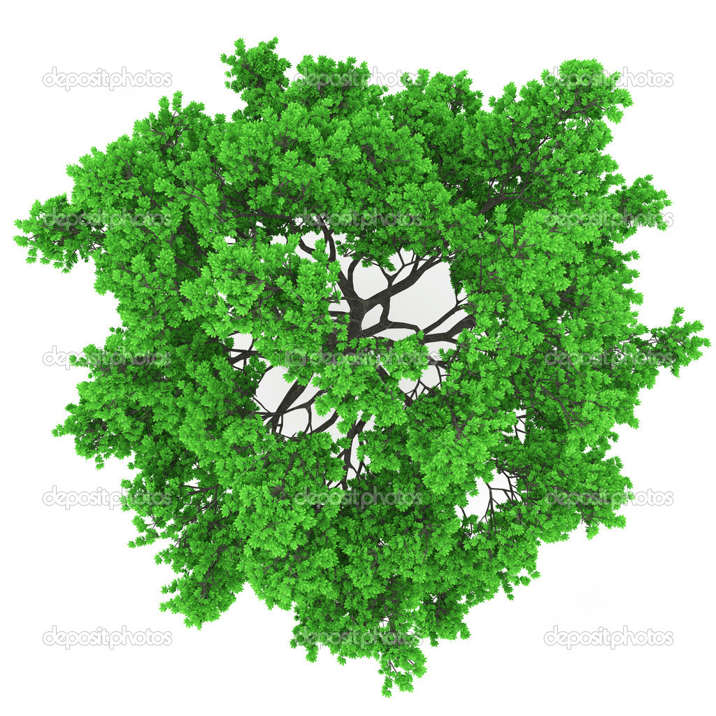 15 Photos of Tree Top View Vector