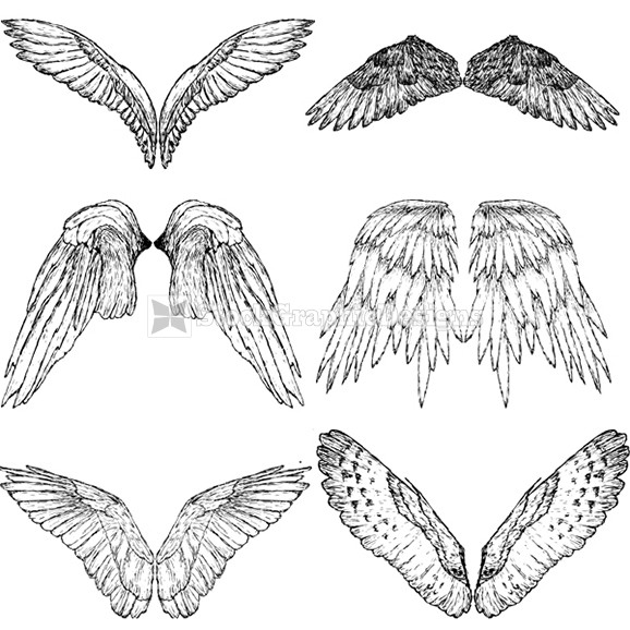 Vector Wings Graphics