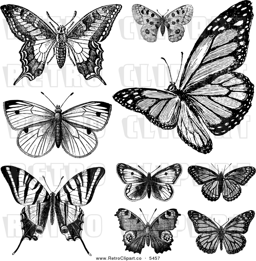 Vintage Black and White Butterfly