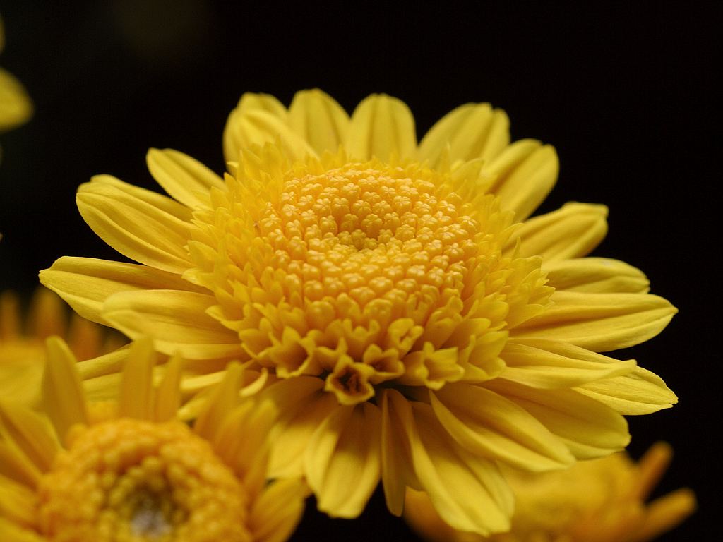 Yellow Mums Flowers