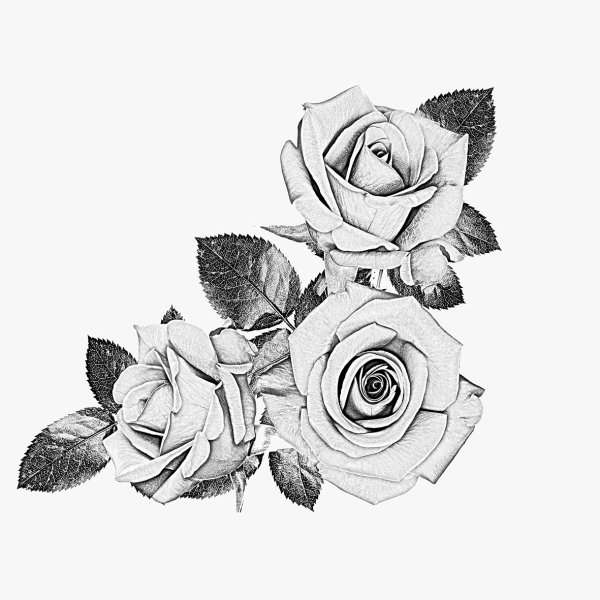 Black and White Rose Sketches Black and White Rose Sketches