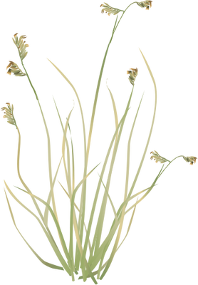 Buffalograss Illustration