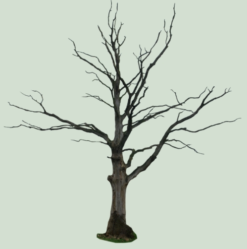 Dead-Tree Transparent