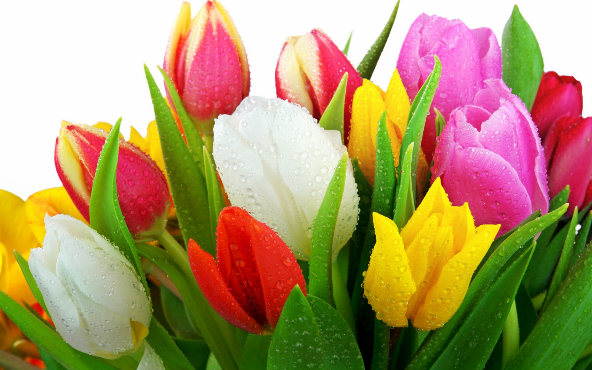 Free Screensavers Flowers Tulips Free Screensavers Flowers Tulips