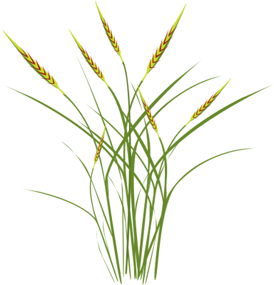 Grass Vector Illustration