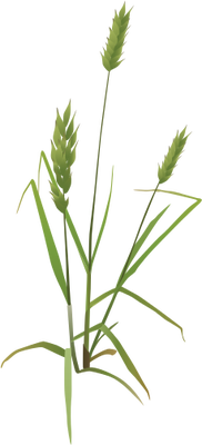 Japanese Bromegrass