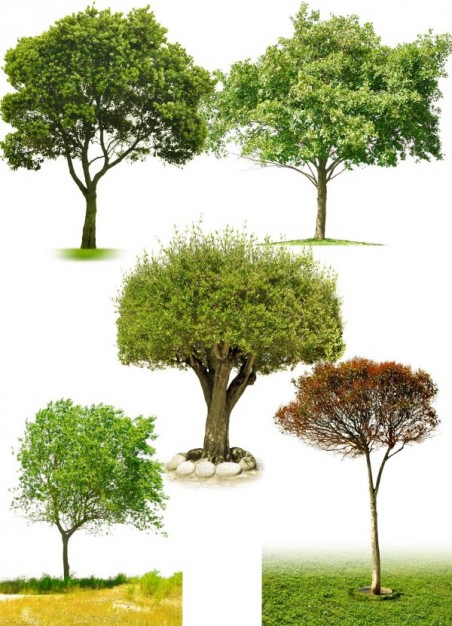 PSD Tree Free Download