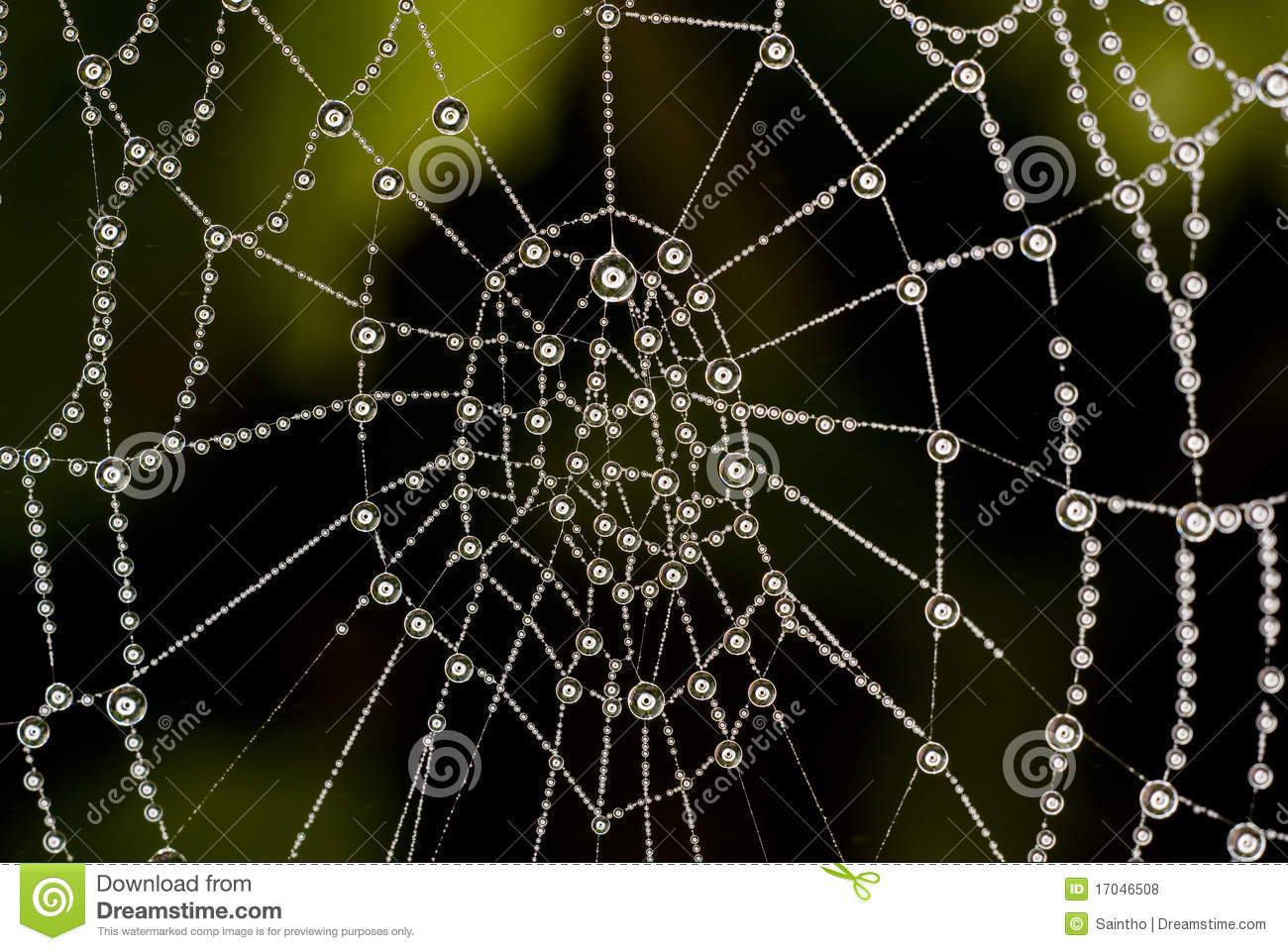 Spider Web Stock Photos Royalty Free