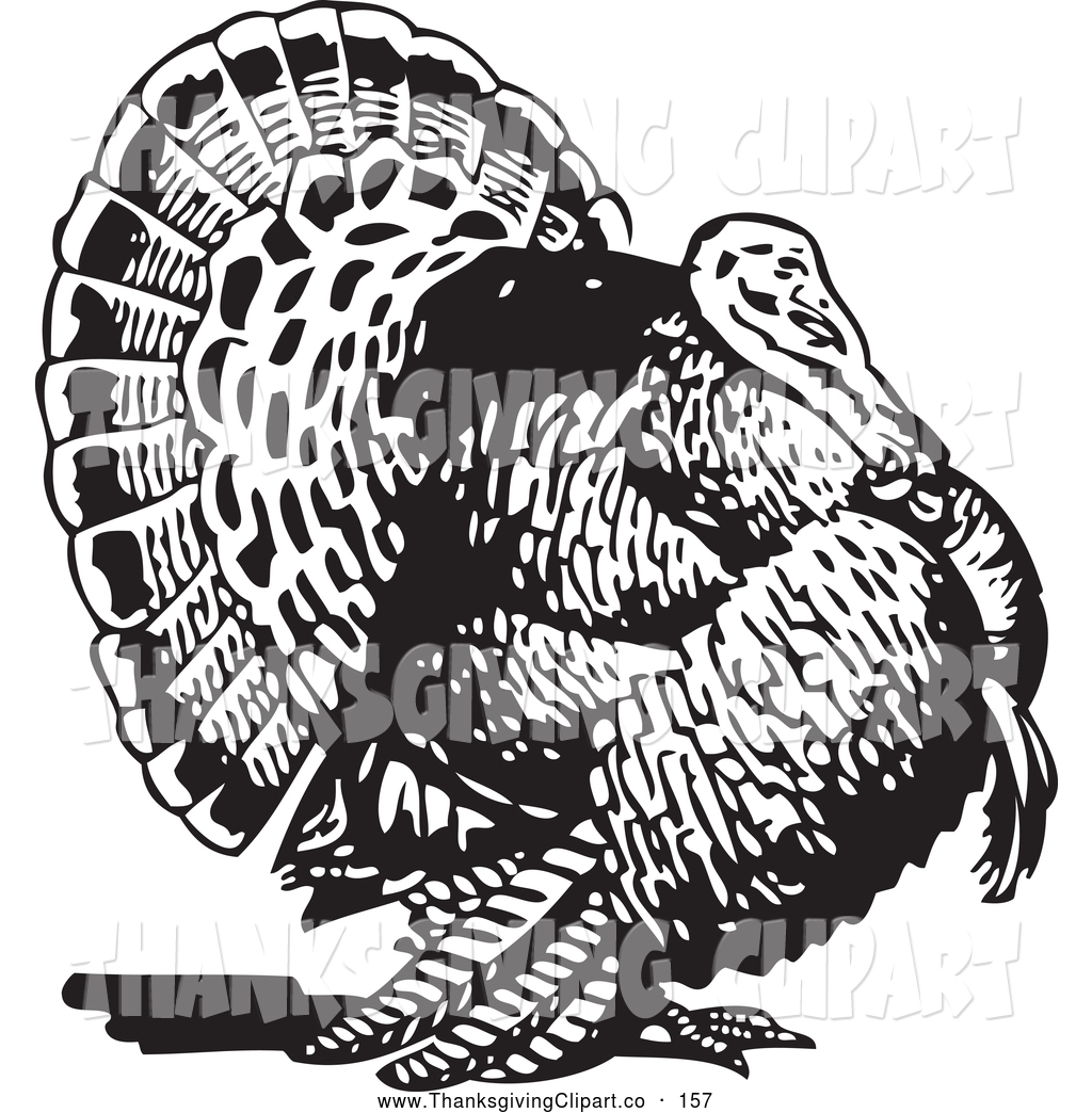 16 Turkey Vector Art Images