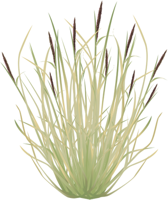 Vector African Grass