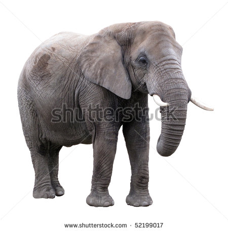 African Elephant Cut Out