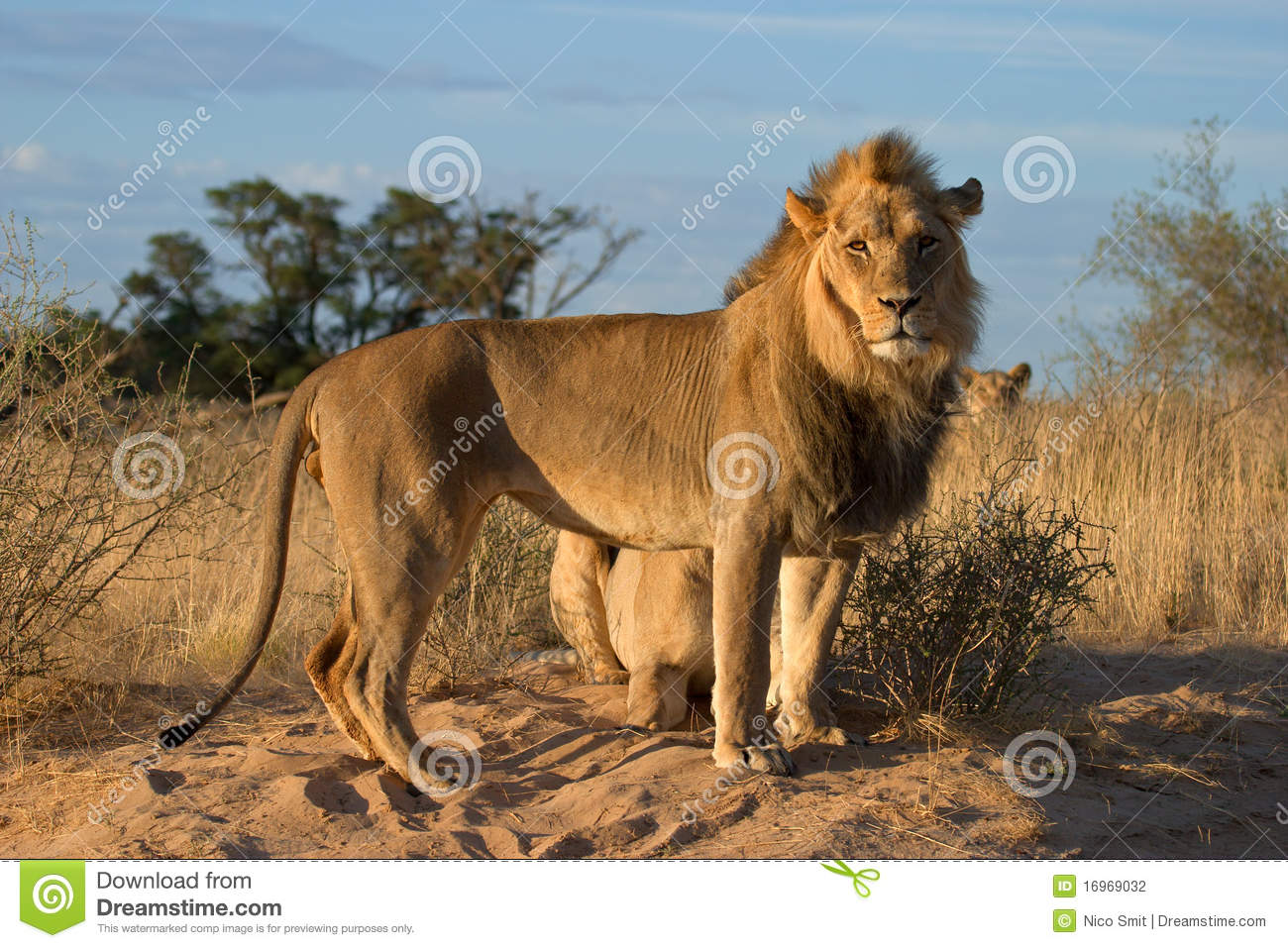 African Lion Panthera Leo