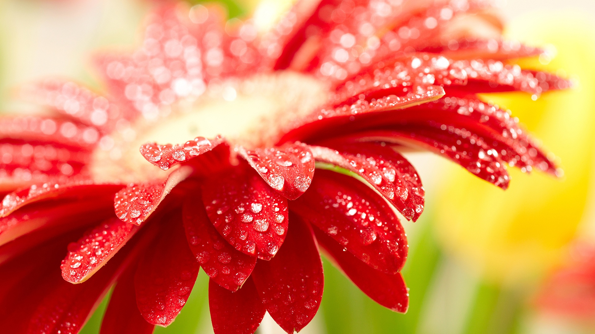 Amazing Flowers Amazing Flowers