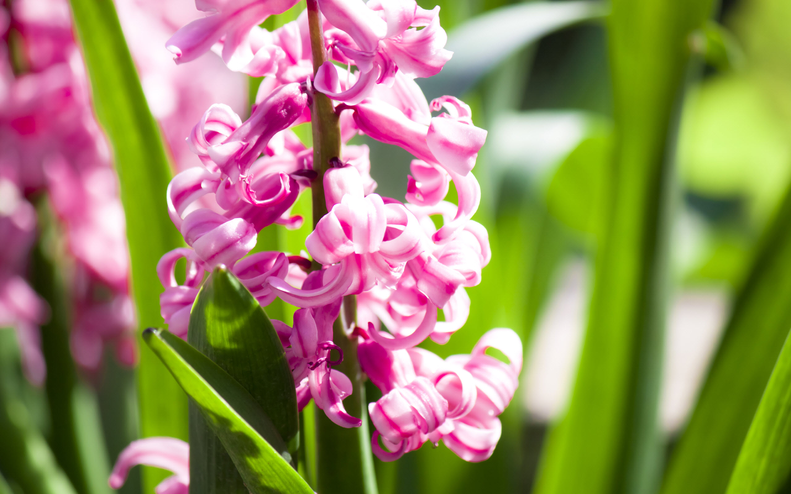 Amazing Pink Flowers