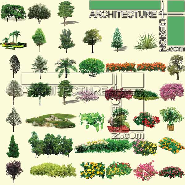 Architectural Tree Elevation Architectural Tree Elevation