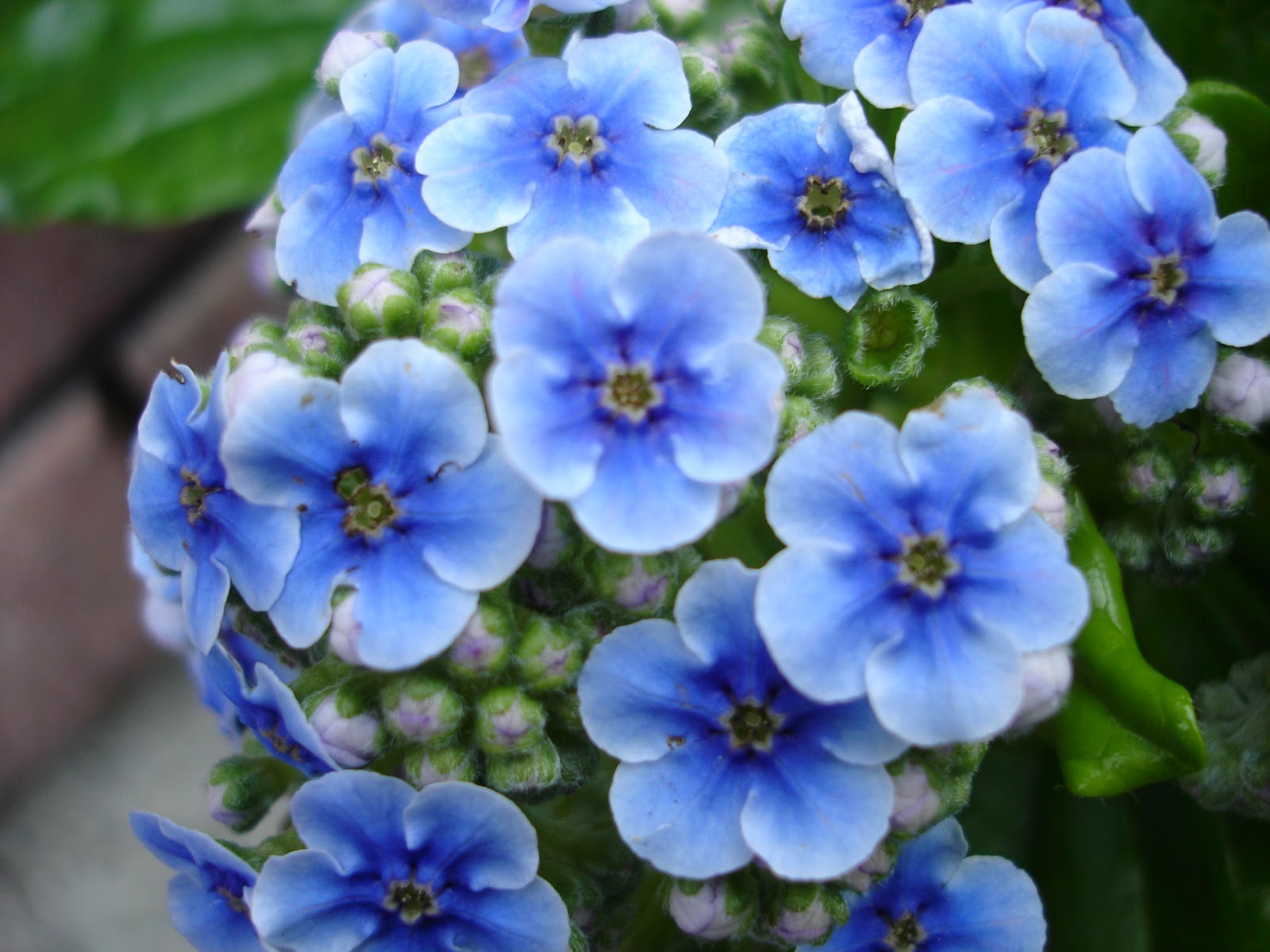 Beautiful Blue Flowers