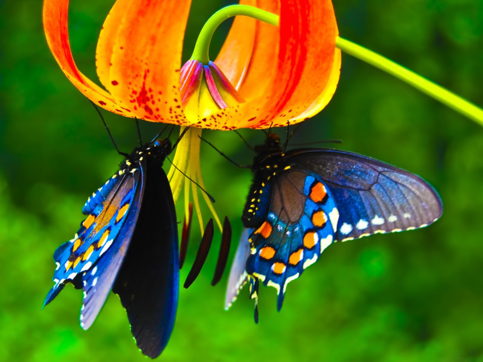 Beautiful Butterfly Desktop