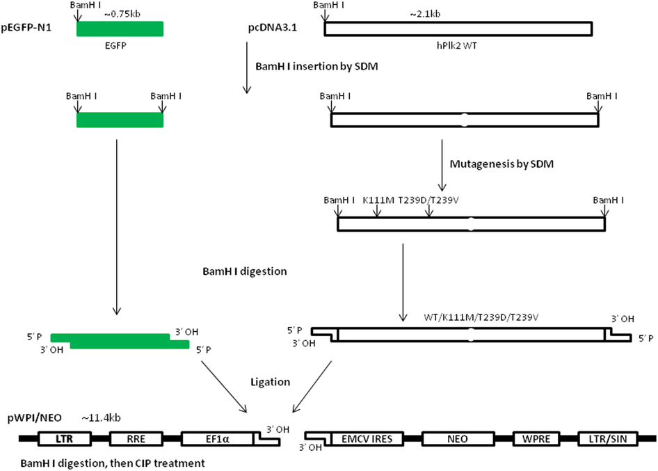 10 PcDNA3.1 Vector Cloning Images