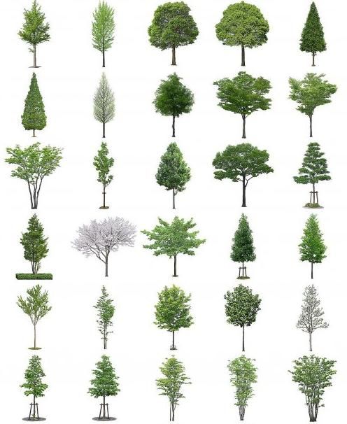 Free Photoshop Trees