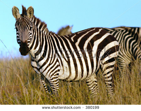 Free Picture of Zebra in Africa