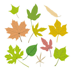 Free Vector Leaf