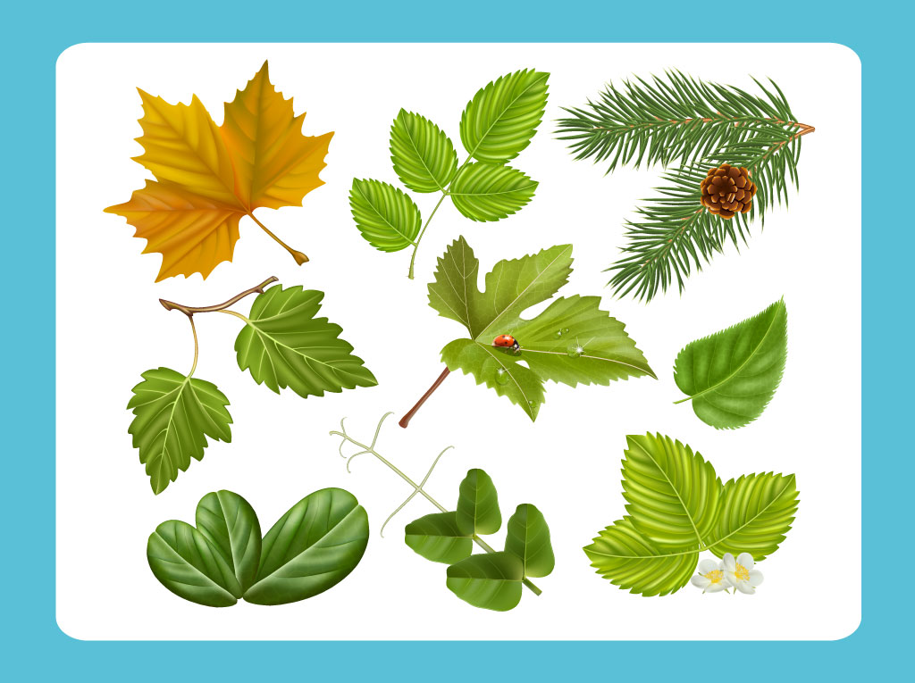 Leaves Free Vector Graphics