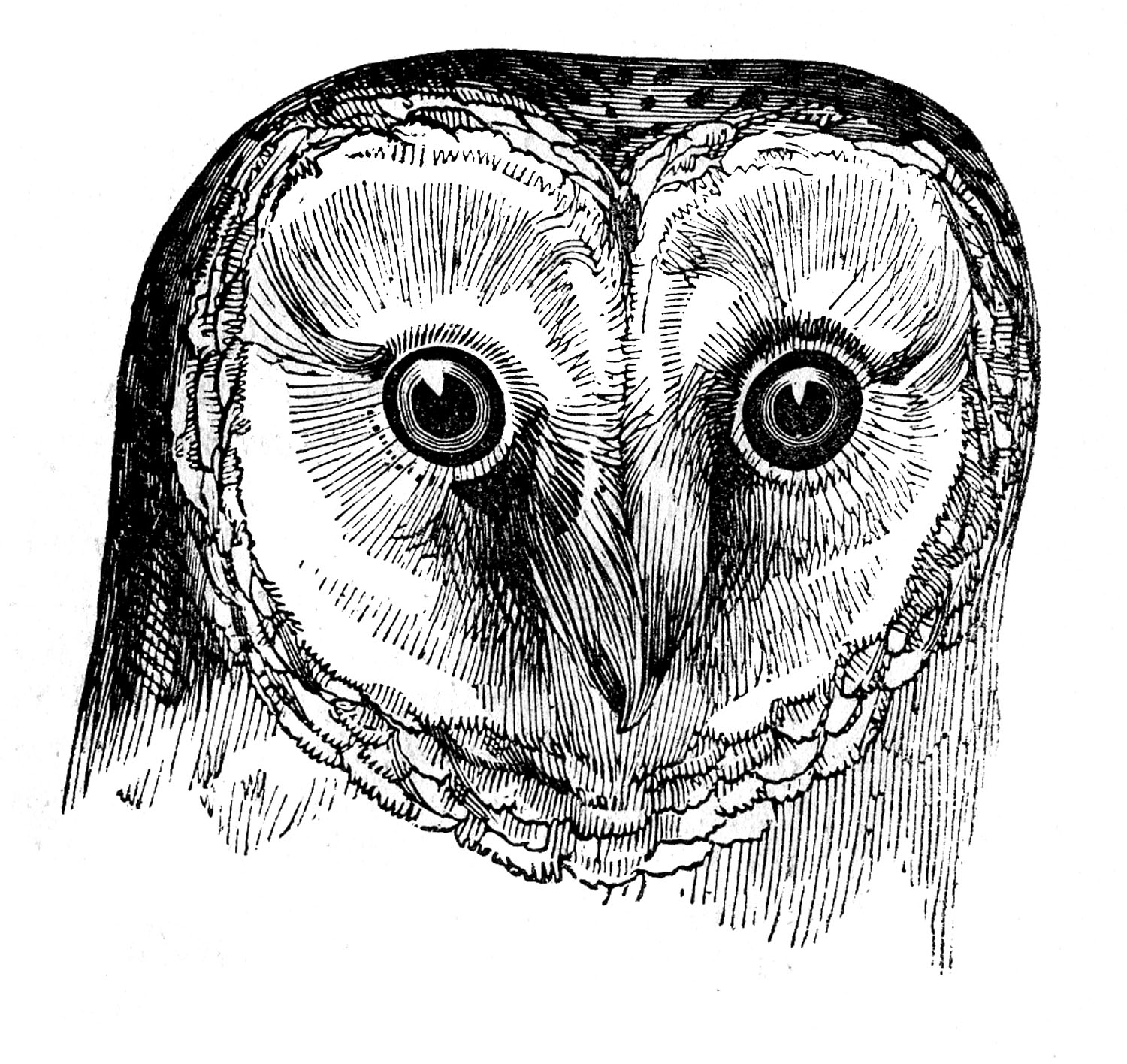 Owl Head Clip Art Black and White