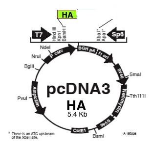 Pcdna3.1-Ha