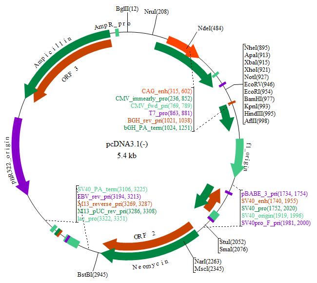 Pcdna3.1 Invitrogen