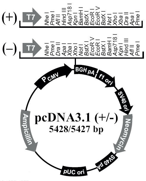 Pcdna3.1 Vector Map