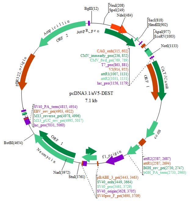 pcDNA3 Vector Map